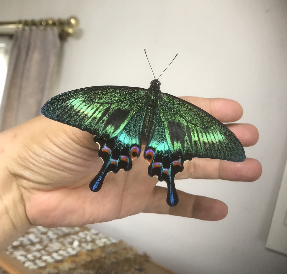 みっちゃん على تويتر 北海道ではミヤマカラスアゲハが最も多いです モンキアゲハ アオスジアゲハ クロアゲハはいません ナミアゲハが最も 珍しいです