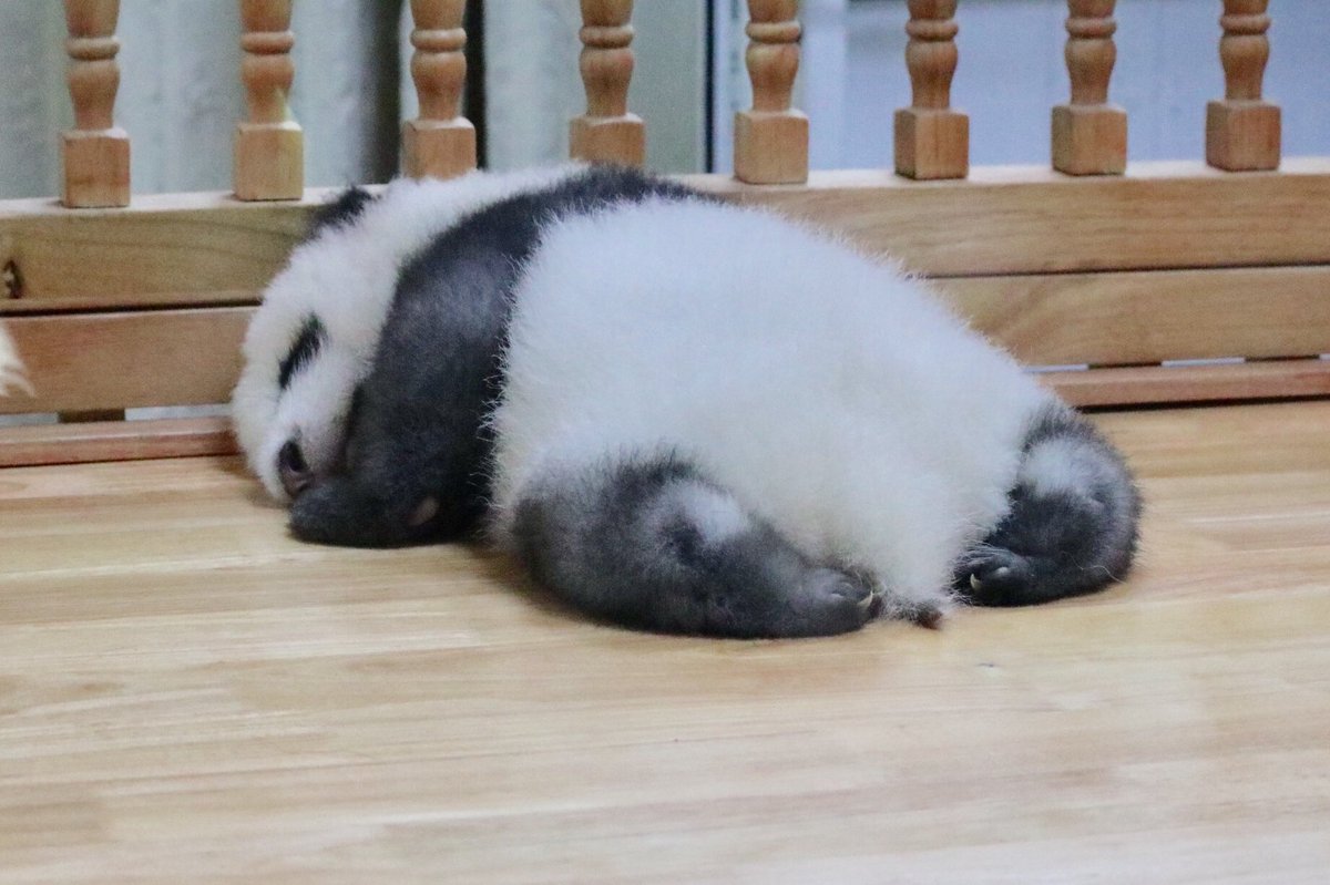 Halu たれぱんだのぬいぐるみが置いてありました 成都大熊猫繁育研究基地 赤ちゃんパンダ
