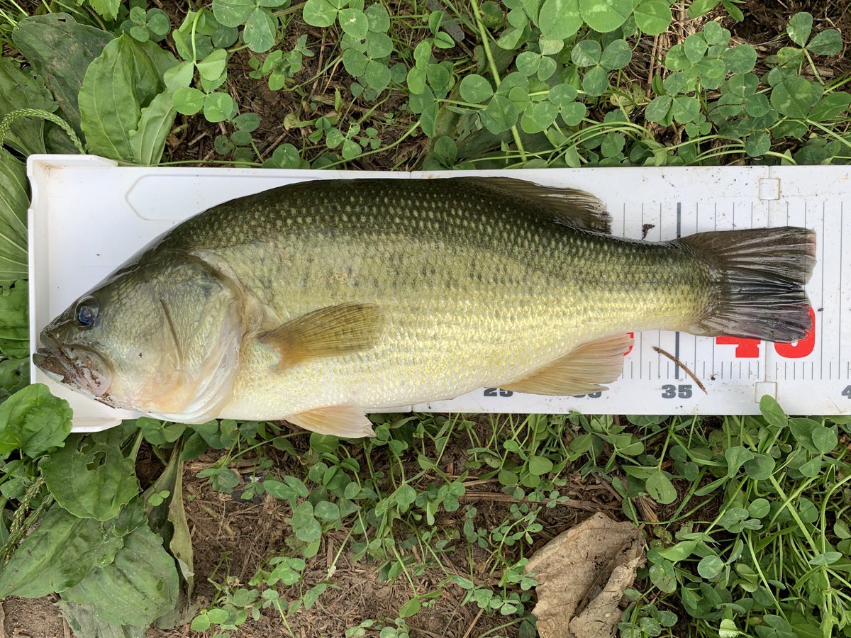 スティーズクランク