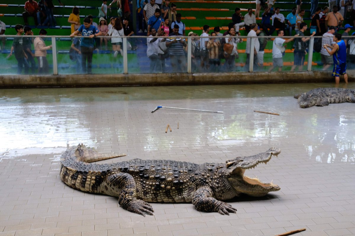 ট ইট র シュウ Sriracha Tiger Zoo ワニとも仲良しになりましたヽ ノ ワニ タイ動物園 Srirachatigerzoo