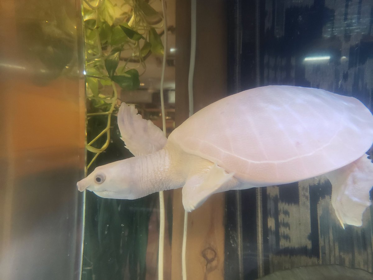 𝘿𝙞𝙯𝙯𝙮 𝙥𝙤𝙞𝙣𝙩 爬虫類専門店 スッポンモドキ リューシ 神々しい白さ これを大きな水槽で優雅に泳がせ その姿をつまみにお酒を なんて 贅沢の極み 𝘿𝙞𝙯𝙯𝙮 𝙥𝙤𝙞𝙣𝙩 爬虫類専門店 スッポンモドキ リューシ 神々しい白さ これを大きな水槽で優雅に泳がせ その姿をつまみにお酒を なんて 贅沢の極み