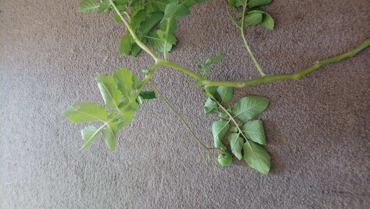 Alan Snowdon Alansnowdon Twitter