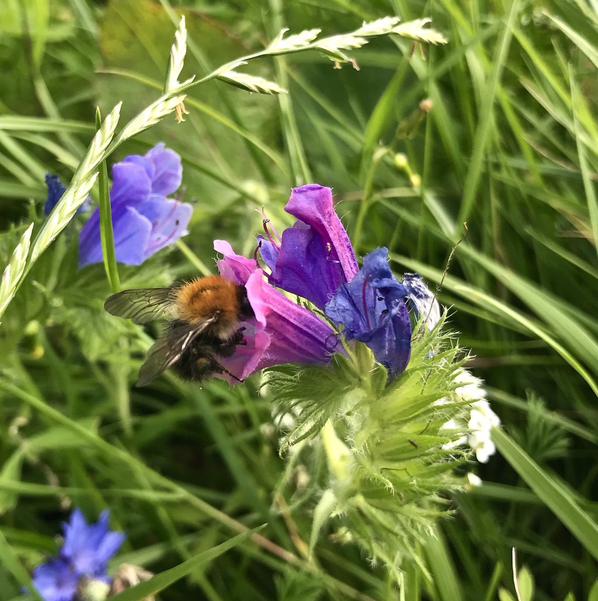 pv4uecopod's tweet photo. We love this #PollinatorPitstop created by @fyldecouncil in St.Annes #makeabeeline #pollencounts #Bees @UrbanOrganicCIC ππ https://t.co/AL3waQTHfd