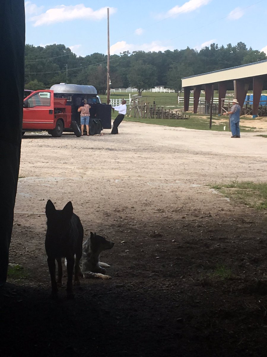 She reared up, fell, and then she jumped right into the trailer. Sounds crazy but she wasn’t hurt at all. Now what happened next threw me for a dang loop! ARDENT WOULD NOT GET OUT OF THE TRAILER! My dad had to pull him by his legs! Zoom in