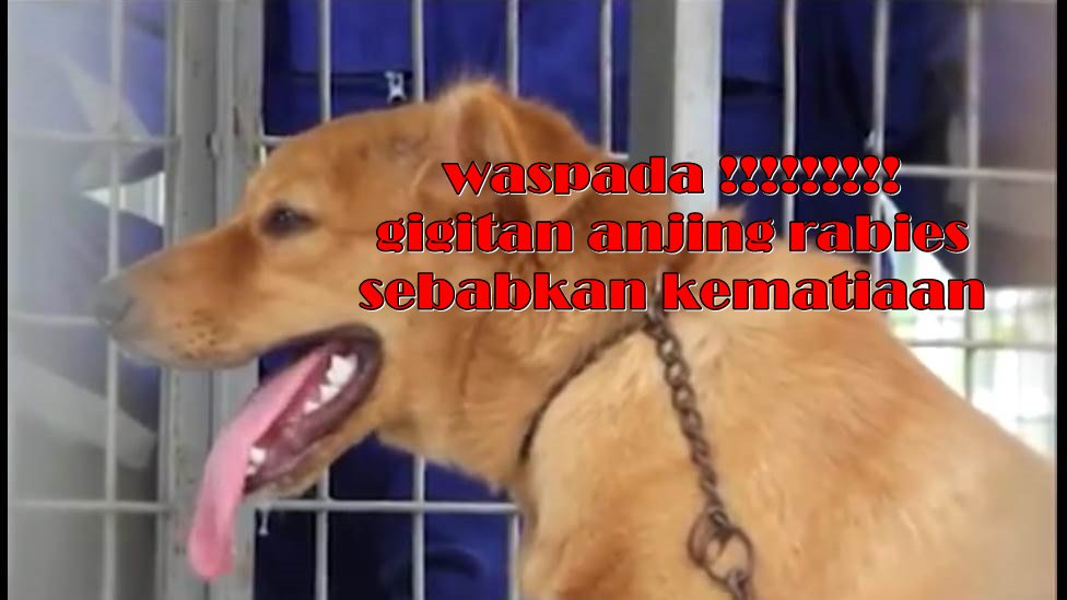 Anjingrabies Hashtag On Twitter