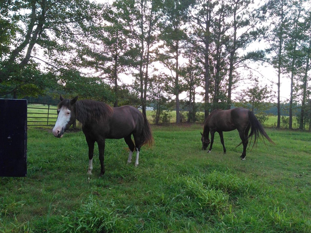 The lovely wife sent me this picture. Shigure is at her new home with her new companion. The end. 