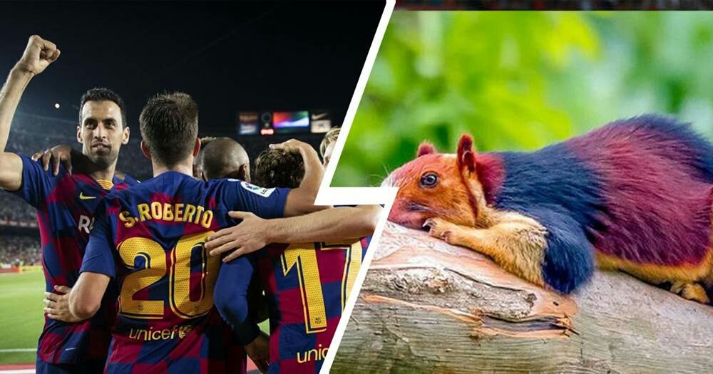 Mère nature rend elle-même hommage à Barcelone avec l'écureuil géant de Malabar ?