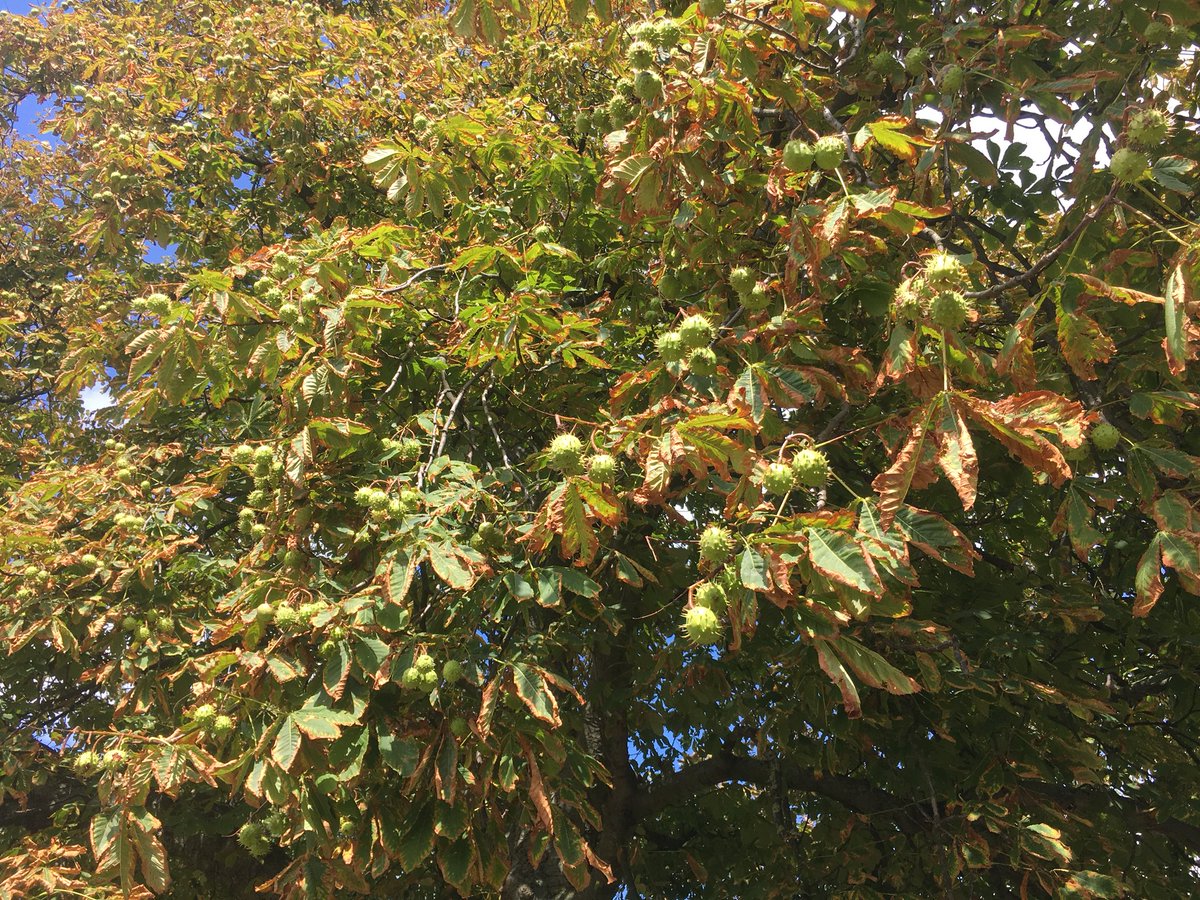 2NQLondon's tweet photo. #everything150 @Finsburyparkt @FinsParkFriends conkers! https://t.co/FxtAo99yPx