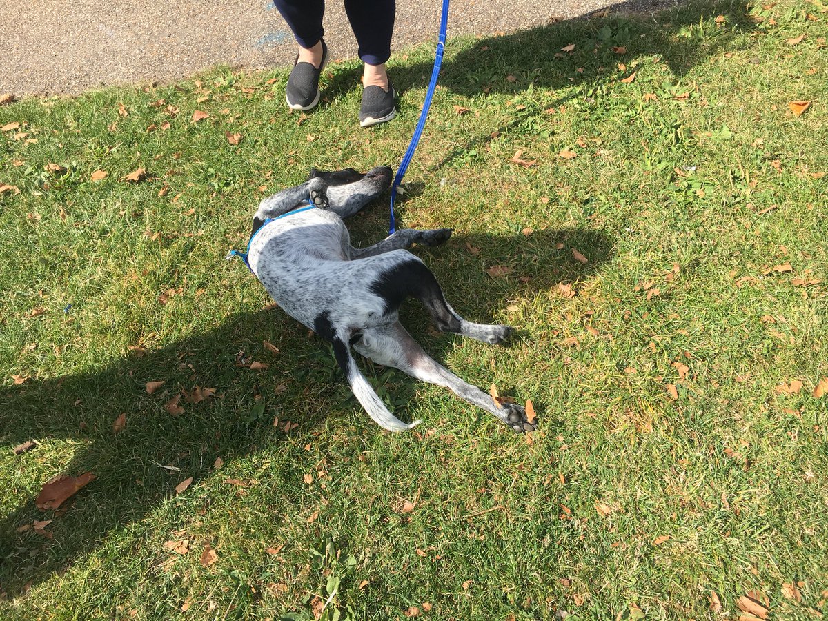 2NQLondon's tweet photo. #everything150 @Finsburyparkt @FinsParkFriends conkers! https://t.co/FxtAo99yPx