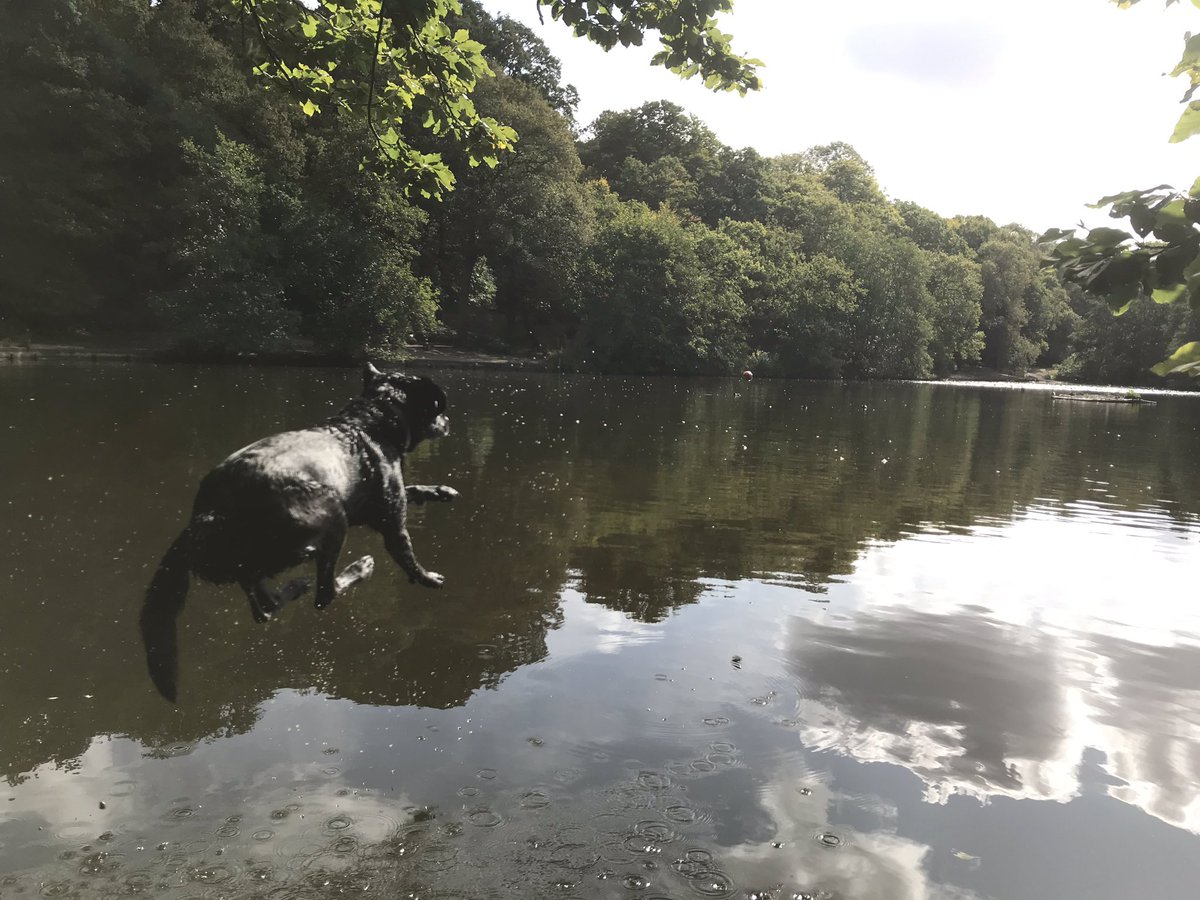 Dougal_the_Lab's tweet photo. 📢 I’m delighted to announce that following bird nesting season, Queensmere is now officially OPEN for dog swimming! 😊🐶🏊‍♂️📢 https://t.co/se3lBXKiLW
