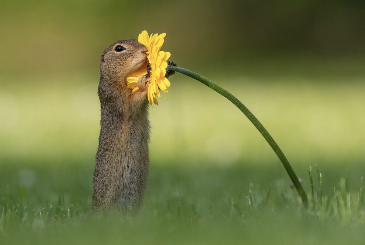 I have just cried a little bit looking at these photos by Dick van Duijn from the Netherlands. Amazing 💚