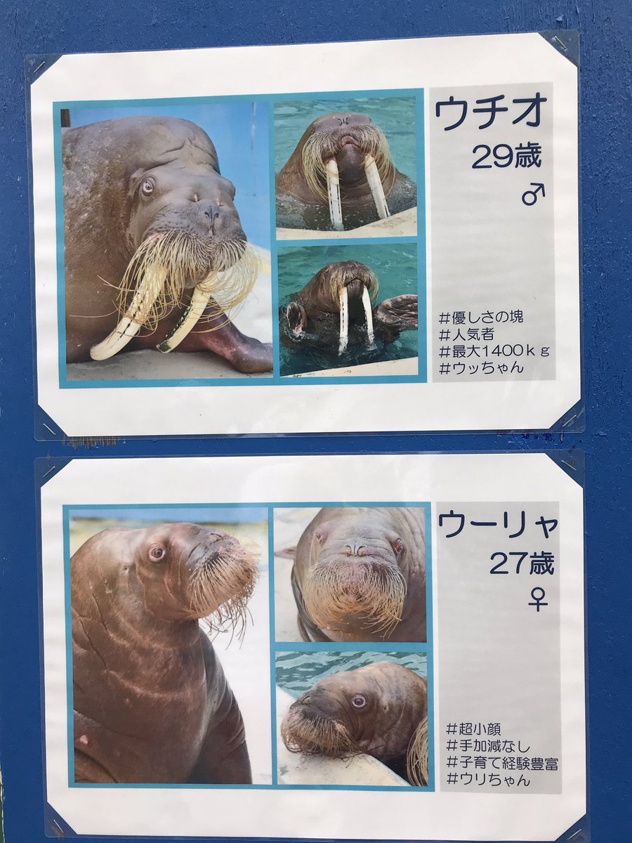 ふうふう Ar Twitter 素敵なウチオさんとウーリャさん また来るからね 元気でいてね 1908 セイウチ Walrus おたる水族館 ウチオさん ウーリャさん ふうふう Ar Twitter 素敵なウチオさんとウーリャさん また来るからね 元気でいてね 1908 セイウチ Walrus おたる水族館 ウチオさん ウーリャさん