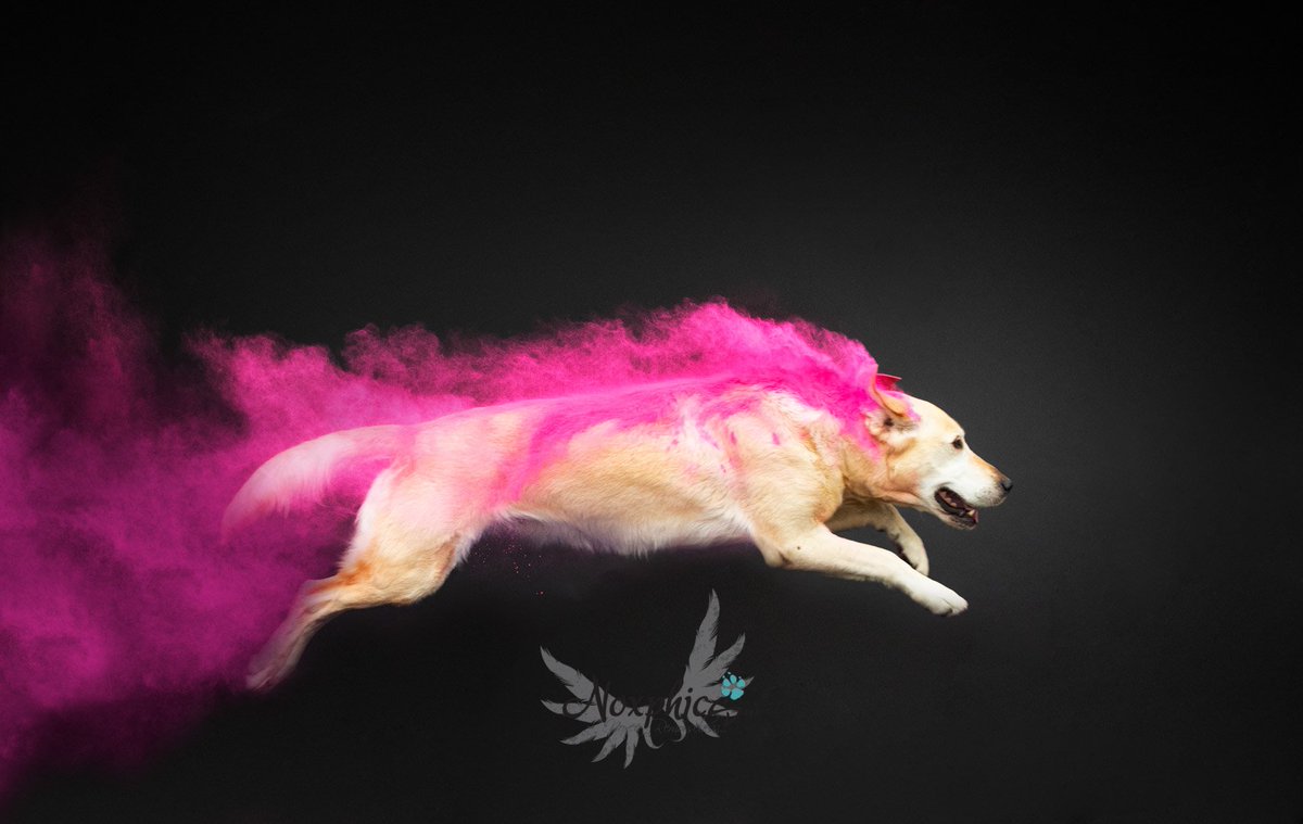 Noxphics's tweet photo. #dog #canonphotography #canon  #holipowder #holiphoto #holicolors #colors  #dogphotography #dogphotographer #petphotography #petphotographer #doglovers #dogsofinstagram  #dogmodel #woof #woofwoof  #bestwoof #czechdog #czechphotography #czech #czechrepublic #cz https://t.co/UlzJ5LDphl