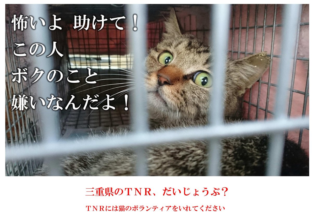 ちゃこ On Twitter 鈴木知事 ちょっと聞いて 保健所と自治会が手術した猫をリリースせずに遺棄したよ 犯罪だよ なのに自治会への捕獲器貸し出しを続けるって どうなん 地域住民と行政の二者協働はリスク高いからアカンやろ なのに第三者のボランティア介入案