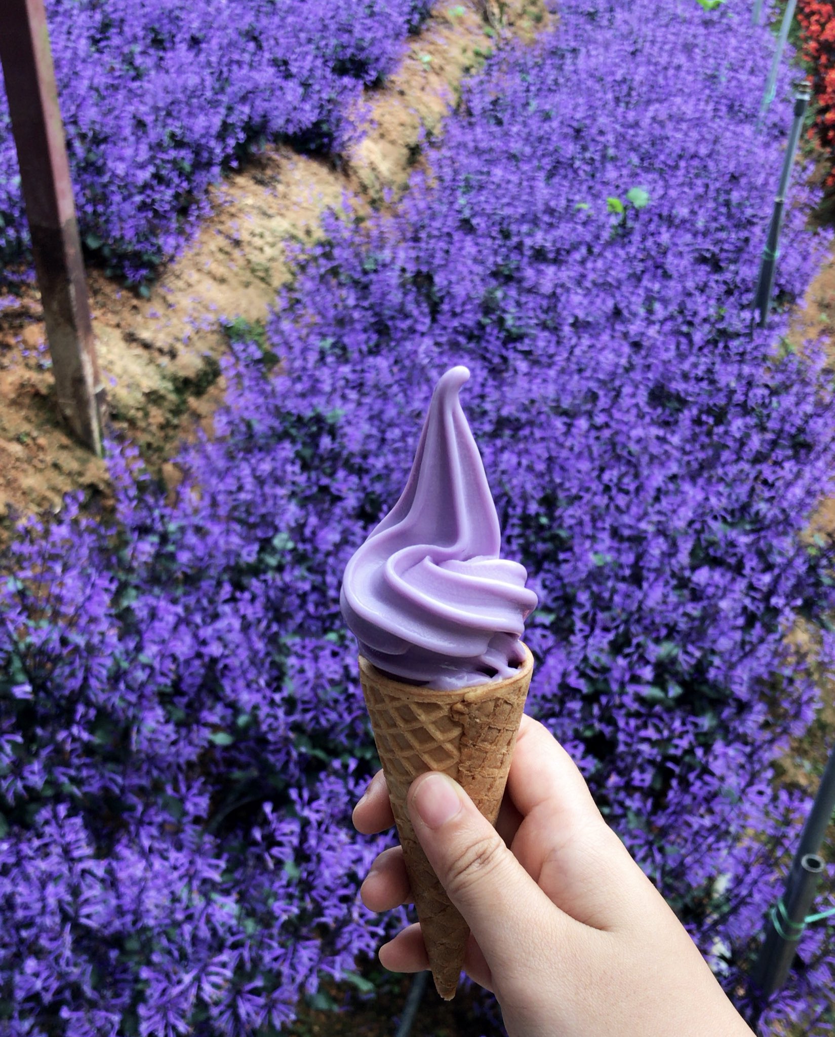 Fairy Twitterren Ice Cream Lavender Sedap Lavender Garden Cameron Highlands Https T Co Oh8fb0xljj Twitter