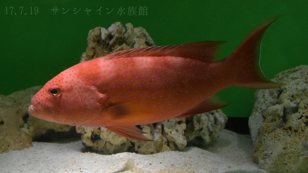 シガテラ 海水 魚