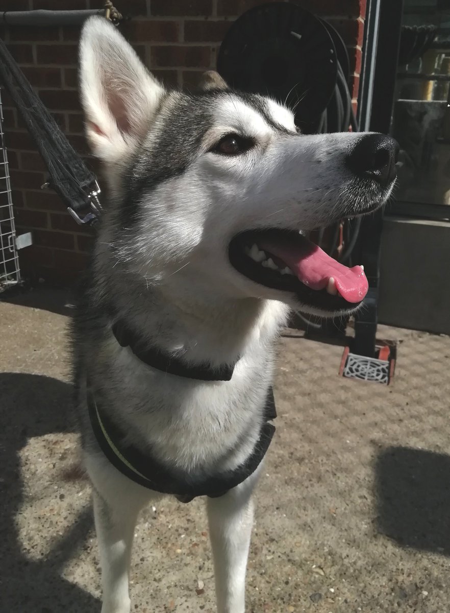 Kenzo. #RescueDogs #RSPCA #DonateIfYouCan #AdoptDontBuy #Hull