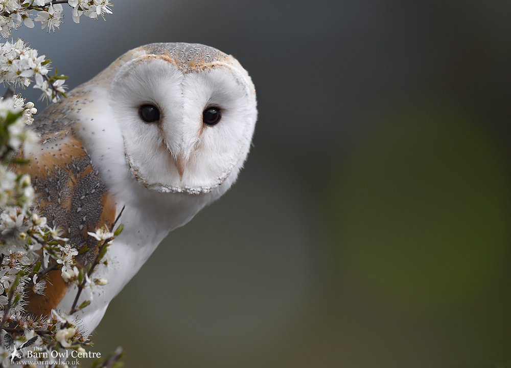 Barn Owl Centre On Twitter In Reference To Our Previous Post