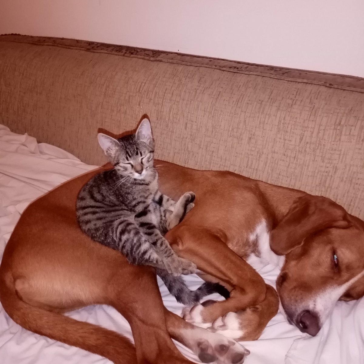 olja72's tweet photo. Klasično zlostavljanje životinje 😜 https://t.co/JhS8KYsWZG