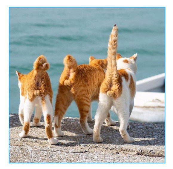 Три богатыря!!!
🐱🐱🐱😸