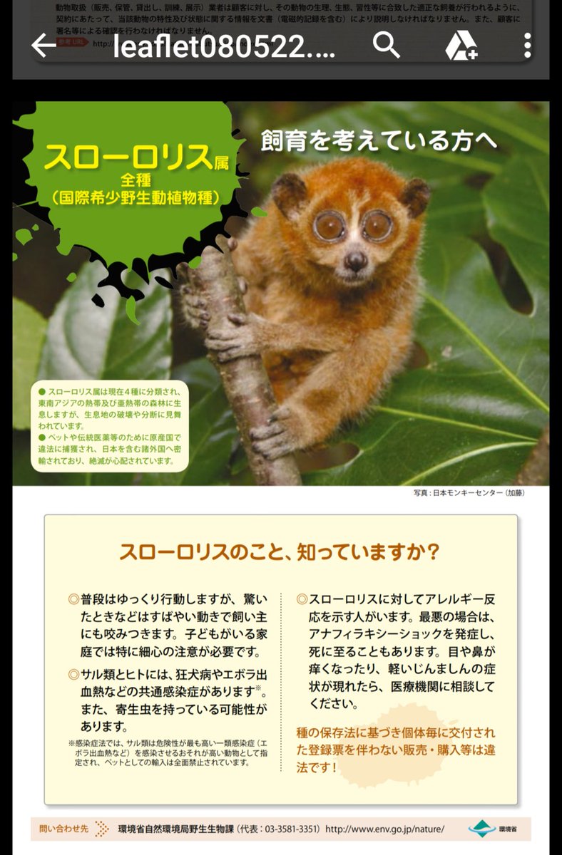 蛟 みずち スローロリスもペットが流行ったのが原因で密猟増えたので英国とかでは飼ってる人にもネットとかに動画や画像あげないように呼びかけてます 見た目が可愛いので真似して飼いたがる人増えると困るから