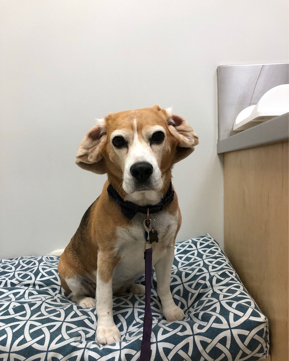 beagle with cropped ears