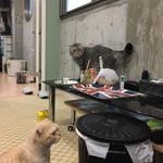 ツイートに含まれる画像