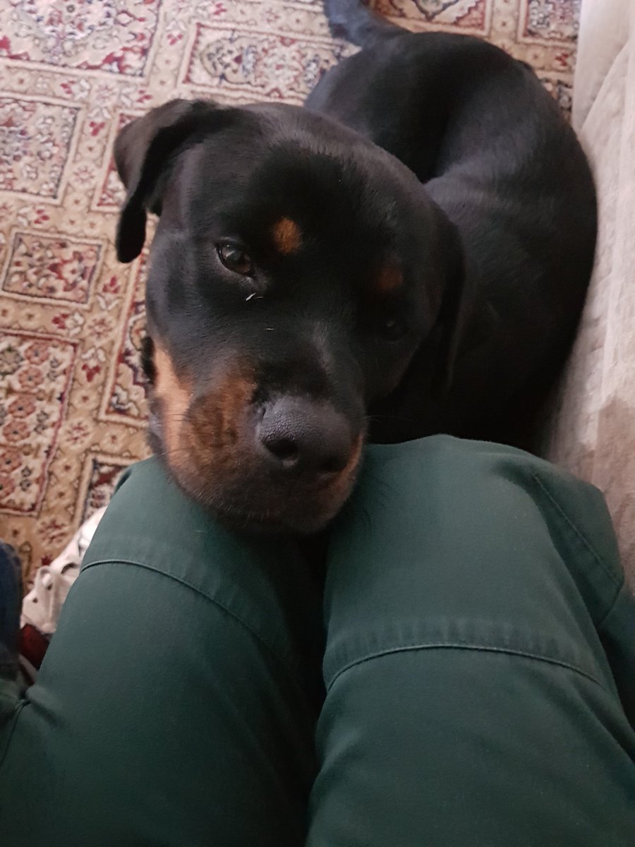 JanetOgden1's tweet photo. A #Paramedic's #Rottie.
'I don't know where you go #dressedingreen but please #Takemewithyou' https://t.co/L8hxBGv49f