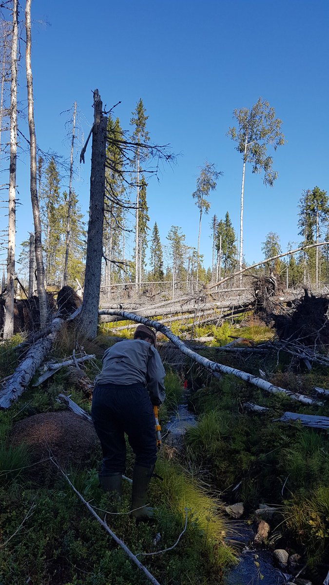 Darsh_Chellaiah's tweet photo. Finished deploying our samples in the northern Sweden sites as part of the #SOSTPRO project with @KuglerovaStRipE https://t.co/3qFJw5o2Gy