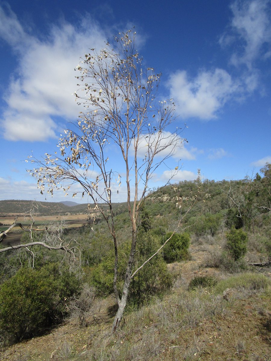 TimCurran8's tweet photo. However, it wasn't until my bush walk yesterday, along the NE and E slopes of #Bindea, that I realised the extent of the drought impacts on this important reserve.
The main tree impacted was white box (Eucalyptus albens).
Small trees were affected...
#DeadTreeDetective https://t.co/q2tKdt6YkY