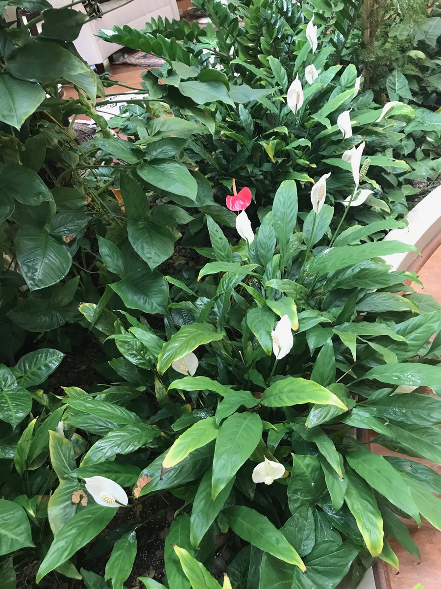Ogadel's tweet photo. #spring is coming! #insidegarden https://t.co/yU1PYHZ1qe