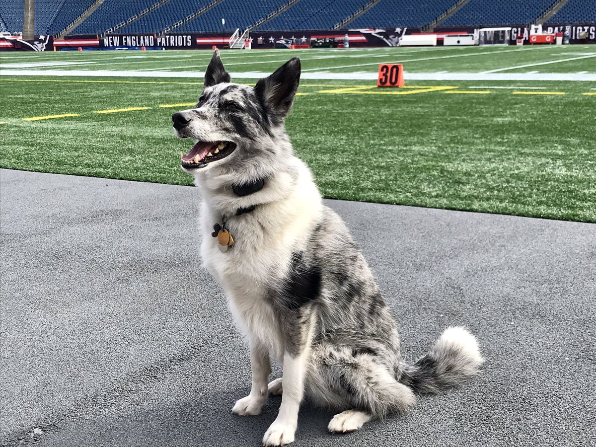 Josh Brogadir Ab Not The Only New Patriot Making News Here Today This Good Boy Is The Team S New Groundskeeper S Border Collie Husky Mix 5 Year Old Boyd Is Here To