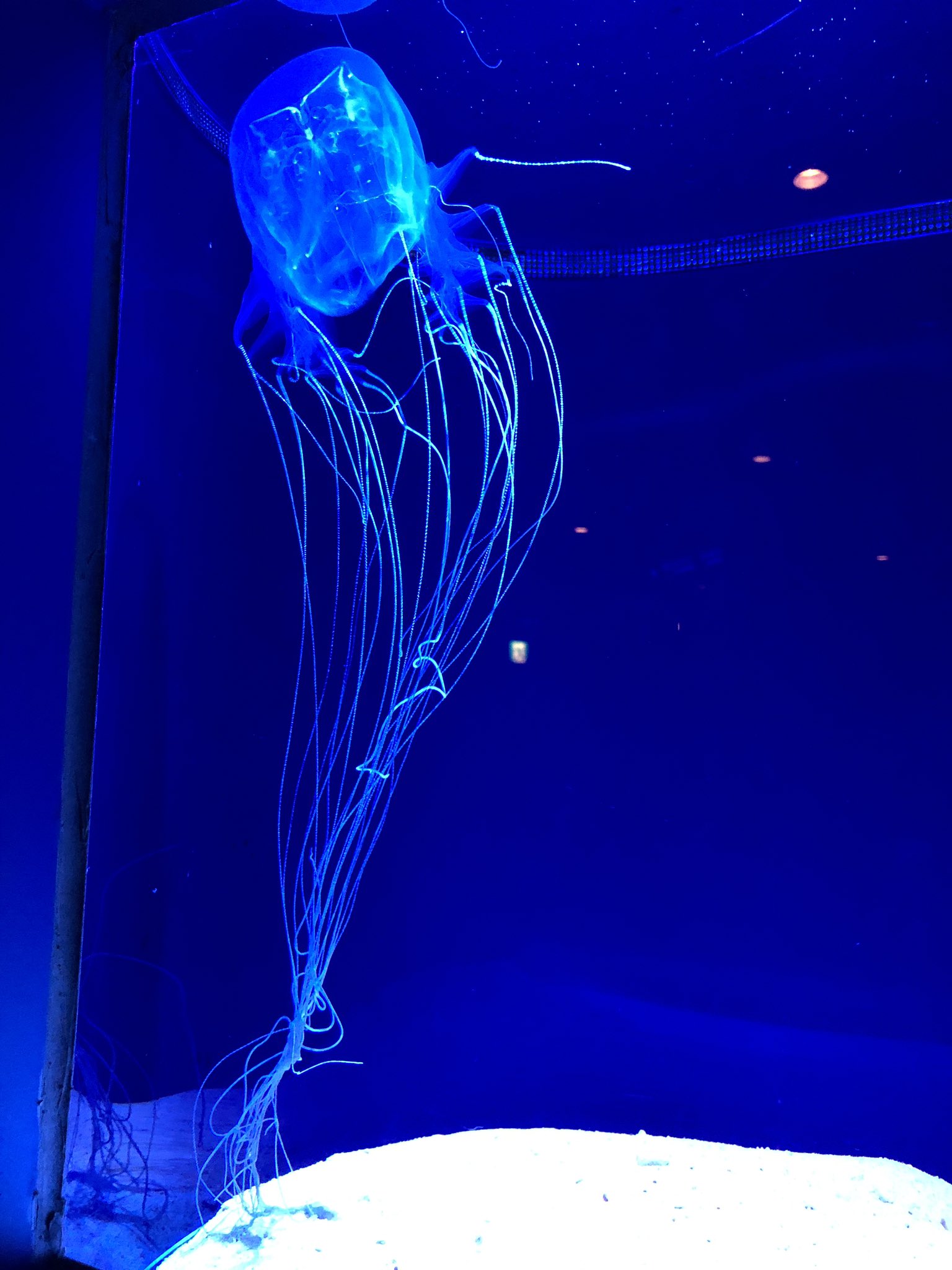 Rudi Faust ルディ ファウスト 美ら海水族館その2 ２枚目の写真 これが沖縄のヤバいクラゲ と有名なハブクラゲです 毒のある触手は1 5mとかなり長く 死亡例もあるので海では絶対に鉢合わせたくないクラゲですね 湘南の海にもたまにカツオノエボシという