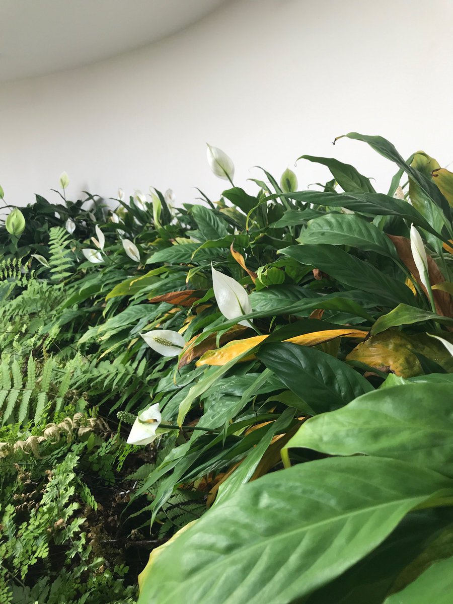 Ogadel's tweet photo. #spring is coming! #insidegarden https://t.co/yU1PYHZ1qe