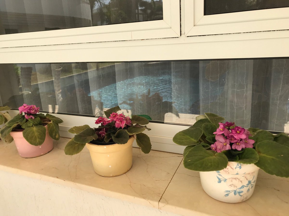 Ogadel's tweet photo. #spring is coming! #insidegarden https://t.co/yU1PYHZ1qe