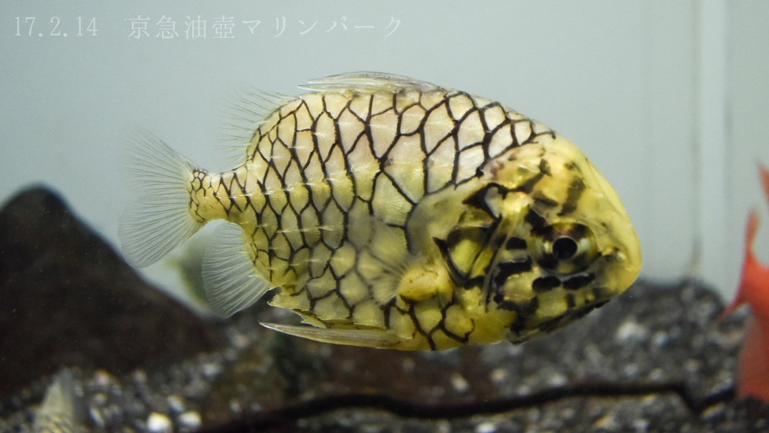 日本の海水魚bot Nihon Osakana Twitter