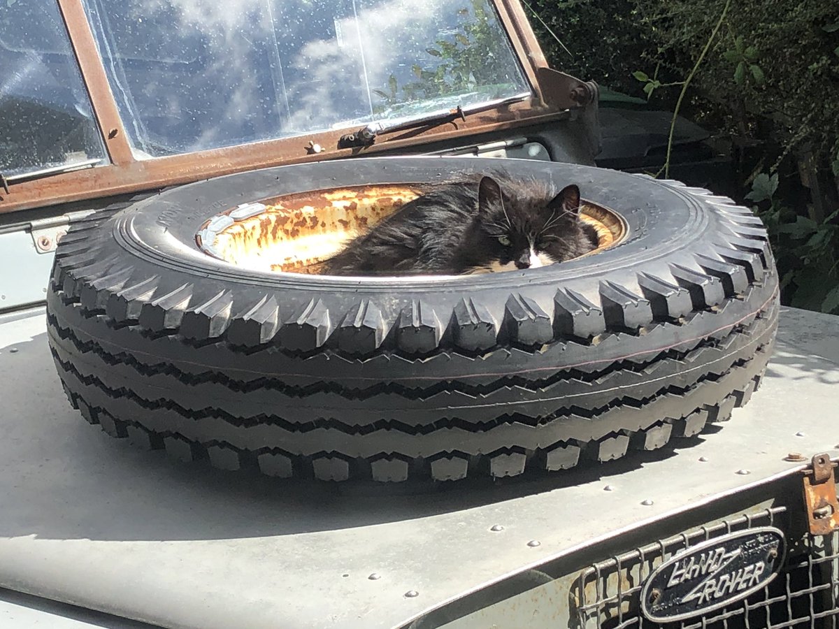 Martinport's tweet photo. Cat putting the spare Avon Traction Mileage to good use while it’s still sunny! @VintageTyre #serieslandrover #sparewheel #catsoftwitter #bonnetmascot https://t.co/DSkRQxygKS