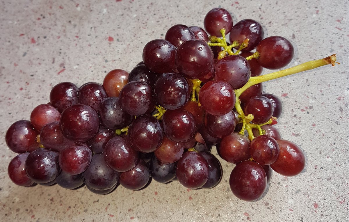 lizmmackenzie's tweet photo. Courtesy of uncle Jim's allotment. https://t.co/LDe1GGt6rO