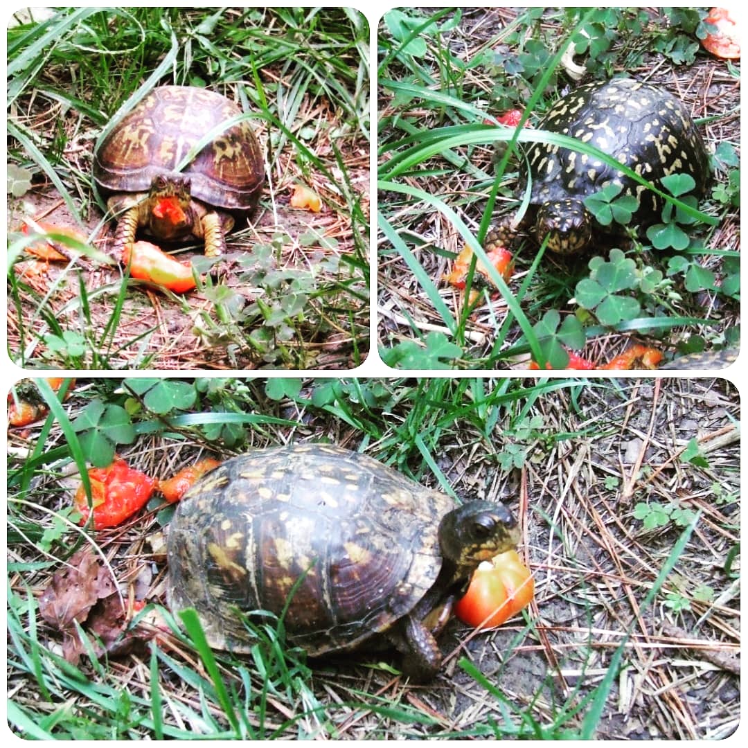 deanpeters's tweet image. And with the end of summer comes a tomato tops party thrown for the turtles who keep grubs &amp;amp; other pernicious pests out of my garden (by eating them).

#TerrapeneCarolinaCarolina 
#Terrapene #EasternBoxTurtle
#BoxTurtle #Turtles #Tomatoes 
#Tomato #Garden #VeggieGarden
