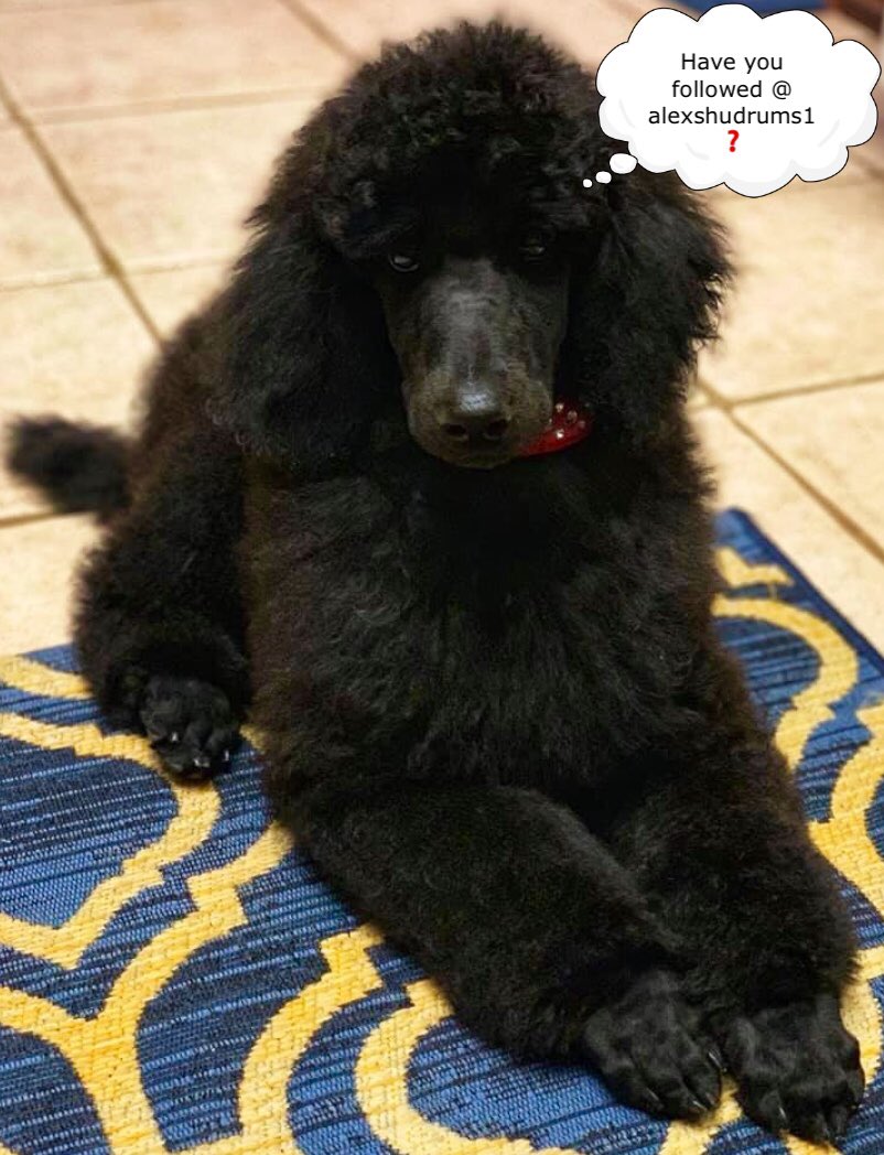 shopalot6825's tweet photo. @alexshudrums1 #follow #newpuppy #SundayFunday #sebastin #breaktheinternet 🥁❤️🥁❤️🥁❤️🥁❤️🥁❤️ https://t.co/b7pfHe0PyW