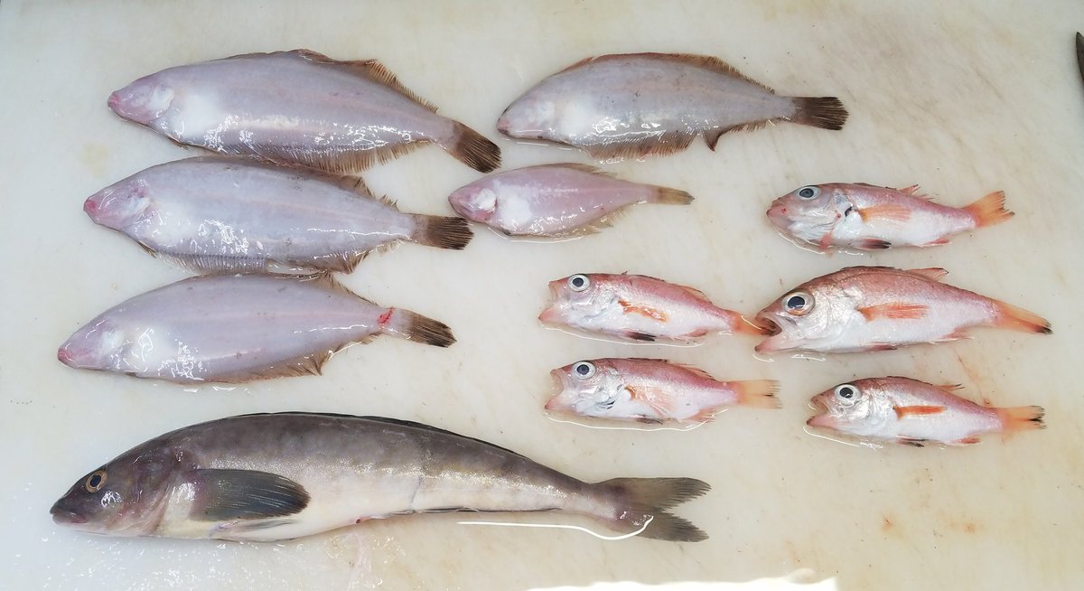 あんこう食遍歴 あんこう食遍歴