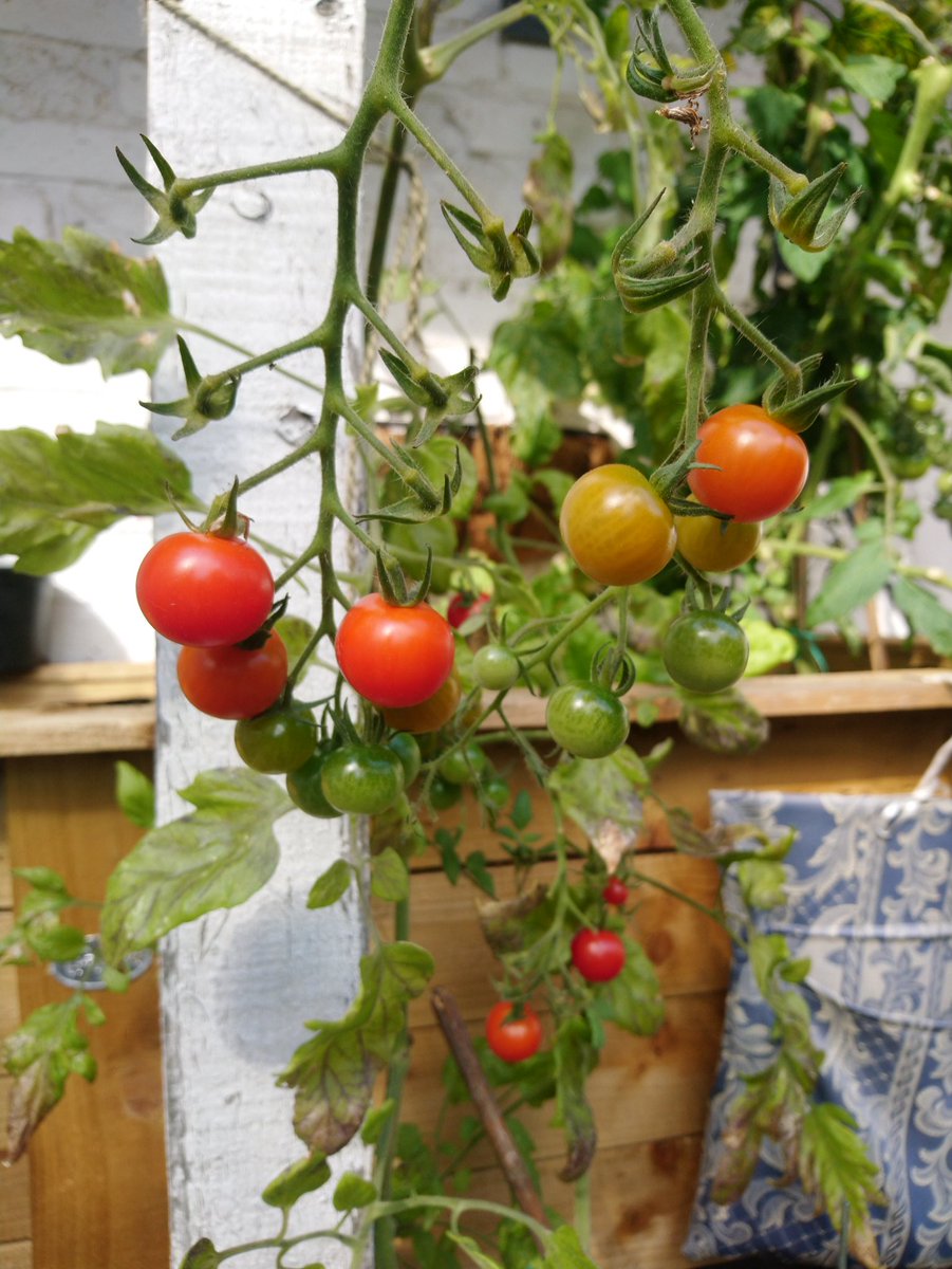 how to grow tomatoes how to grow tomatoes