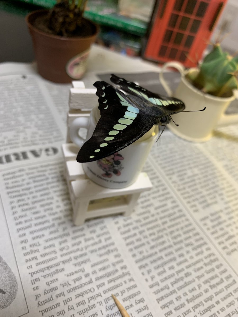 なー アゲハ狂想曲 در توییتر 今夜のお客はミニマムサイズ こんな小さな翅でちゃんと飛べるのか心配 ほら 蜜ももうちょっと飲まないと W 次のお客も控えてる アオさんは不器用なので念のため寝かせ方式からポケットへ移動 ９月８日 日 羽化 1 蛹