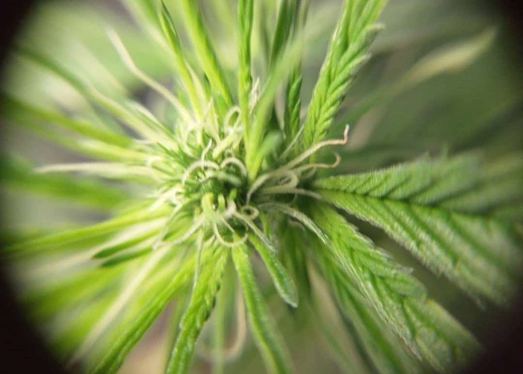 DocCaba's tweet photo. Critical +2, 2 meses y 3 semanas.. 
#cultivo #cannabiscommunity
#cannabis #weed #talitachef #seguialdoc ##cultivo #cannabiscommunity
#cannabis #weed #talitachef #seguialdoc #cannabismedicinal #doctorsativa #consulta #tips #talleres #revegetar #indoor #marihuana #sativa #indica https://t.co/24L2t5ZtQQ