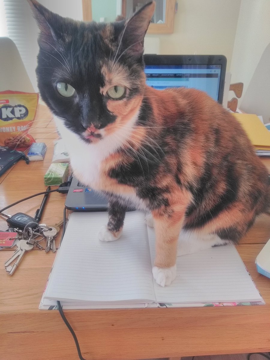 The distraction i have with studying for uni. I am clearly not giving her enough affection today... So she decides to let me know! 😼🤣😘