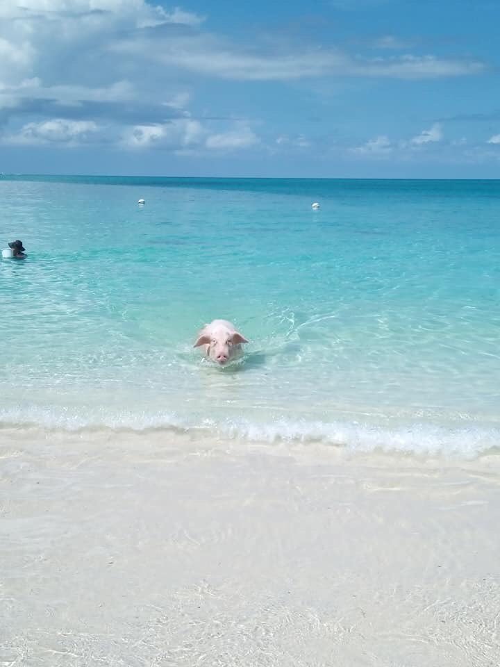 Deborah_Pownall's tweet photo. Rose island 🇧🇸🏝🍻 https://t.co/1kRCqhJq5Y