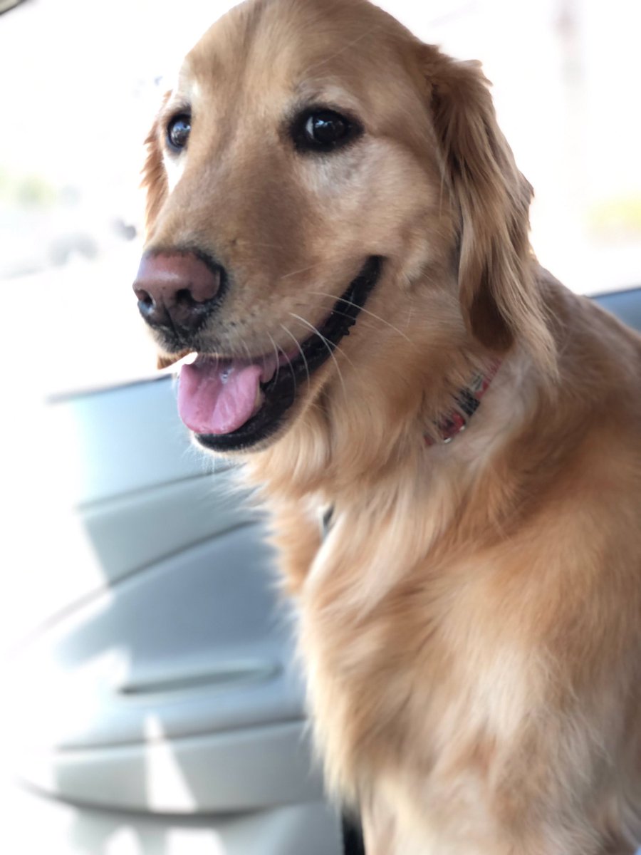 AHWestoverHills's tweet photo. Do what makes your soul shineโจ
๐ธ: Marcus Cuellar #SundayFunday #SundayMorning #Goldenretrievers #dogsoftwitter #SharpPets #Dog https://t.co/2OeCLSsTye