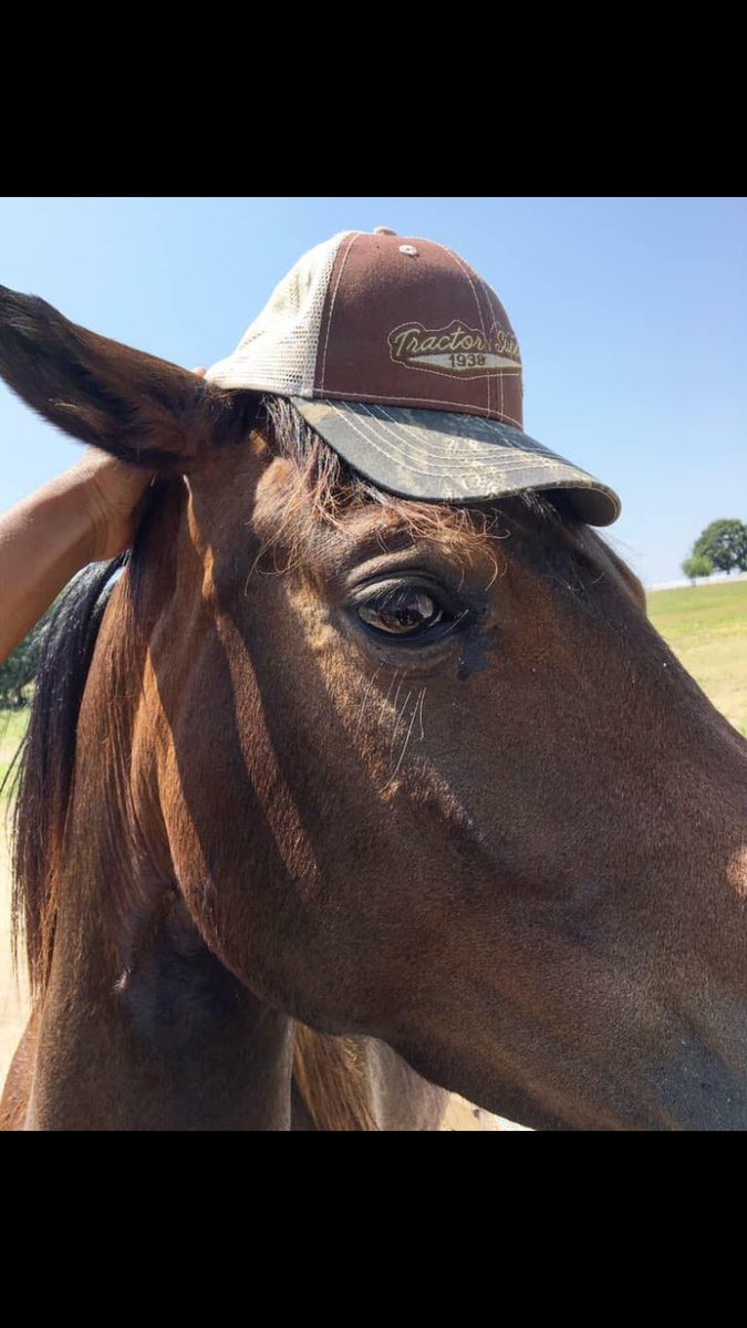 I have 6 horses and I needed to down size my herd to 4. I have been looking for someone to adopt Shigure and I finally found the perfect fit. Her and her husband came down yesterday afternoon.