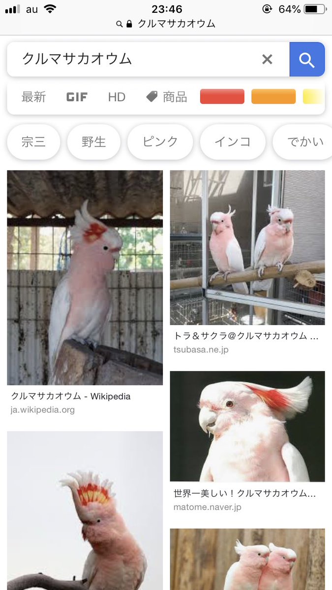 豚骨 背脂姫 V Twitter インコじゃないけど クルマサカオウムって鳥も色綺麗よ 値段も高いみたいだけど Smile Gang