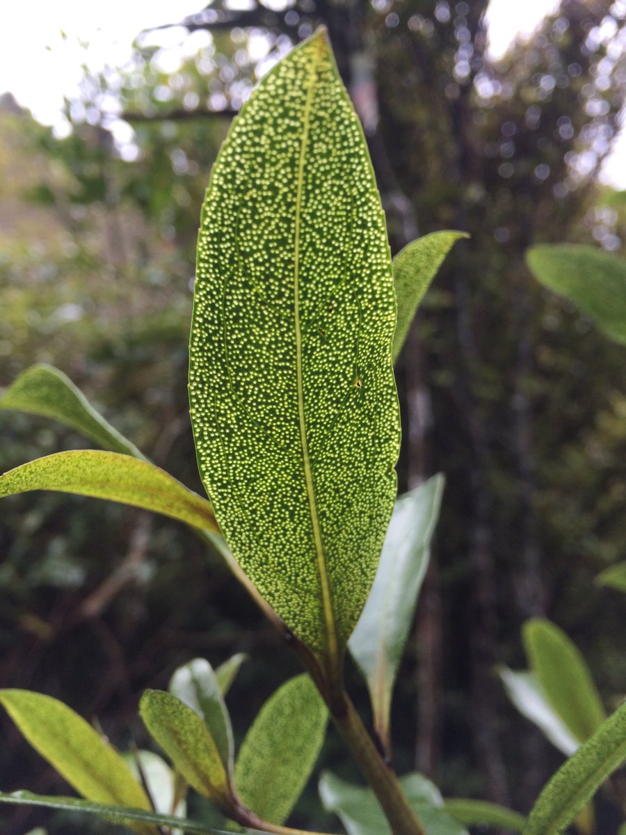 Translucent oil glands on the leaf surface of Myoporum laetum.